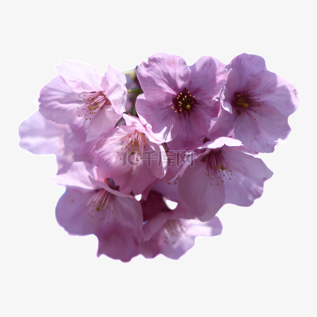 摄影春季粉色樱花