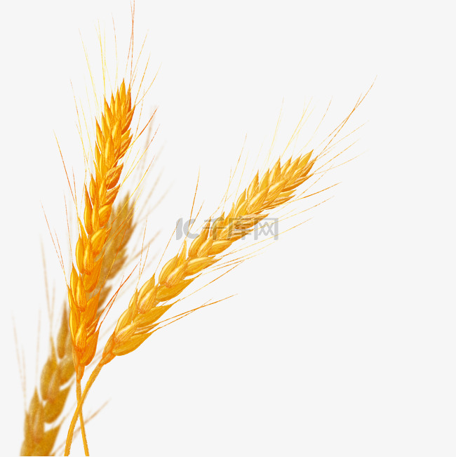 秋天金色麦穗小麦丰收