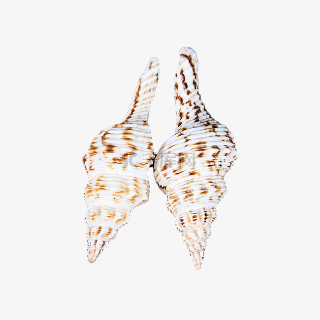 静物摄影动物外壳海螺
