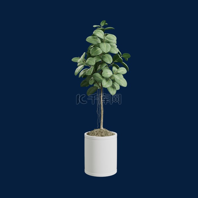 3D盆栽植物绿植树木