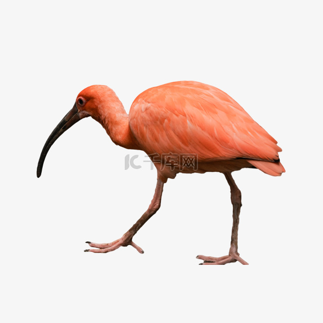 鸟类美洲红䴉动物