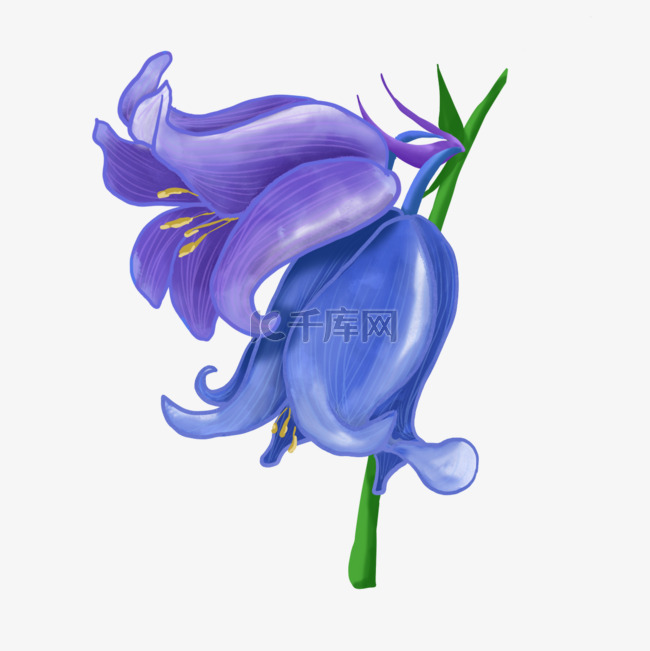 蓝紫色并蒂蓝铃花水彩婚礼花卉