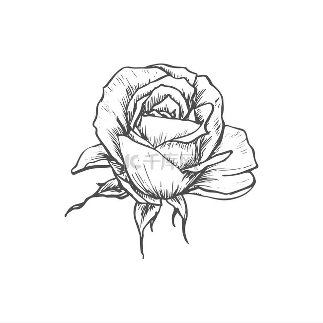 玫瑰花蕾孤立的素描花矢量开花植