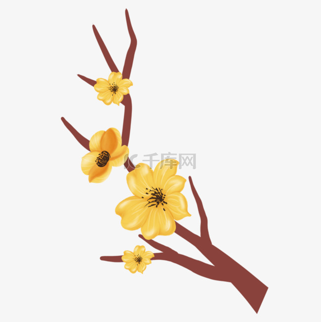越南春节的美丽黄色梅花