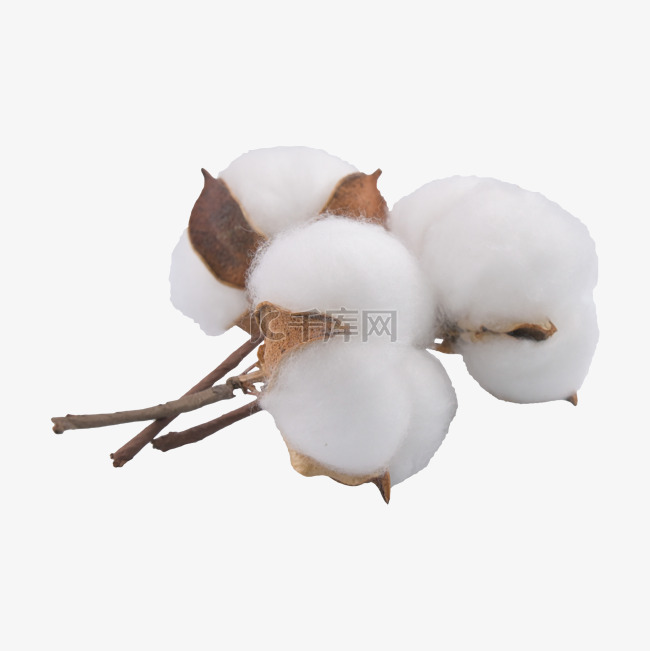 棉花白色保暖农作物植物
