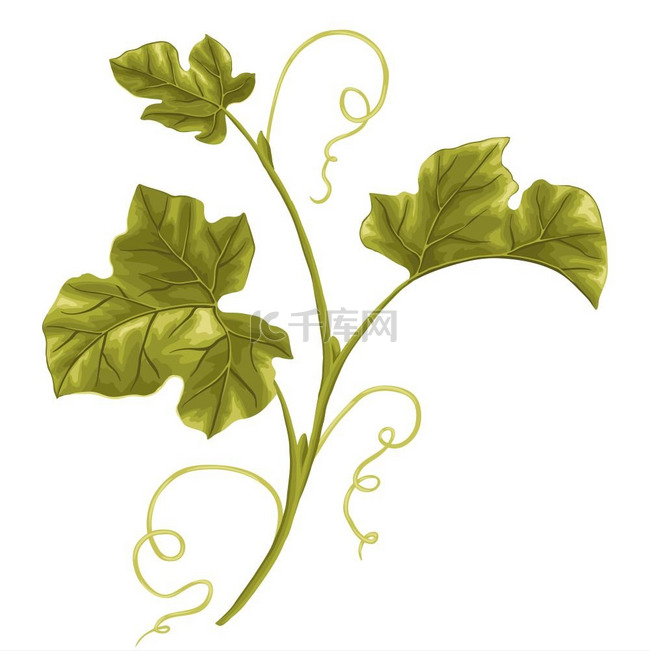 装饰性藤蔓的插图有叶子的南瓜枝
