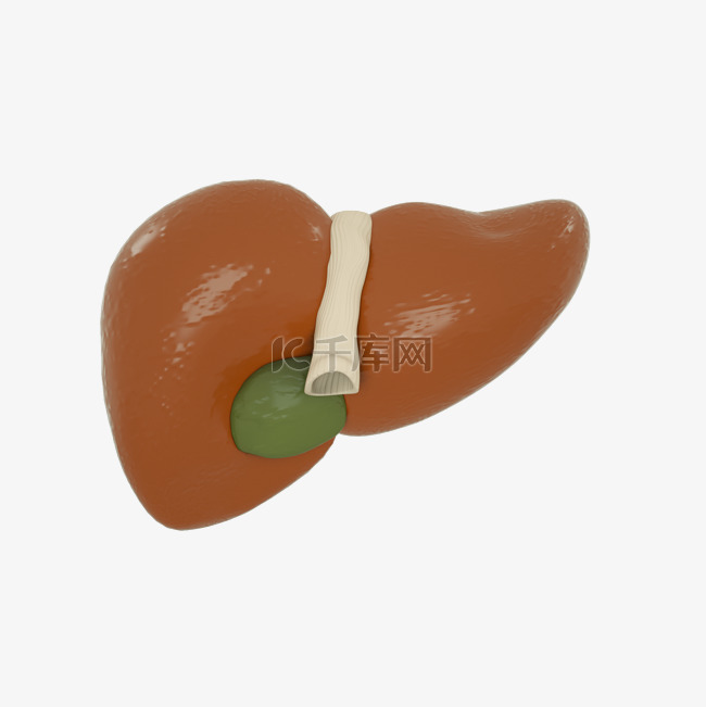 3D立体肝脏内脏器官