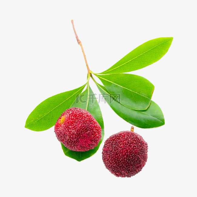 杨梅酸甜红色健康浆果