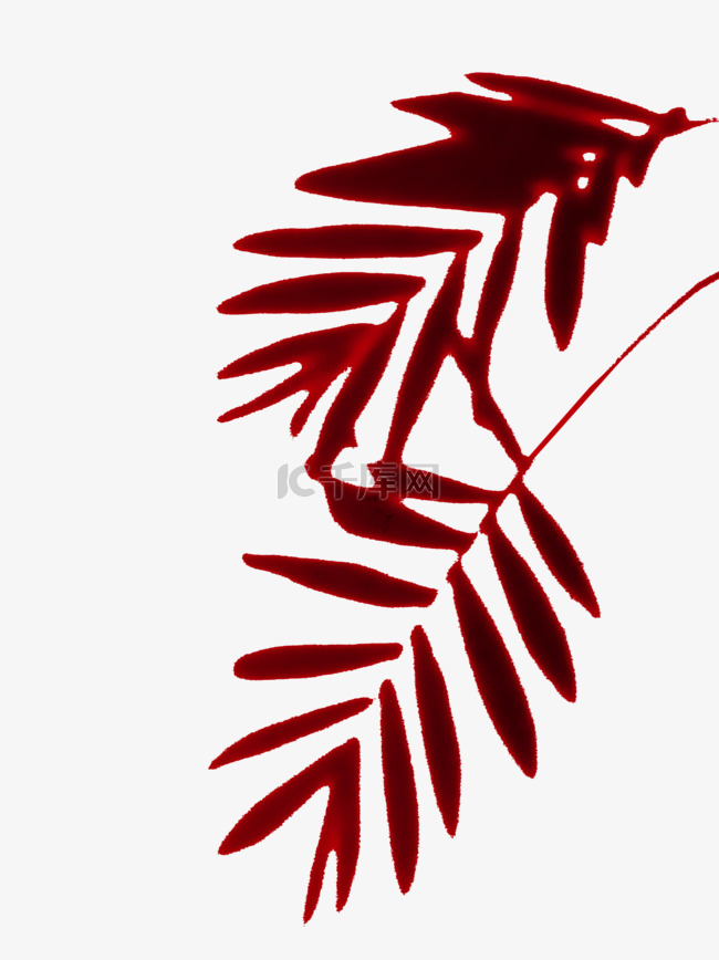 散尾葵红色叶子影子