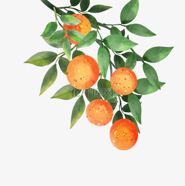橘子水彩风格水果一大串果实