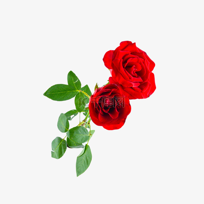 玫瑰爱情魅力花卉