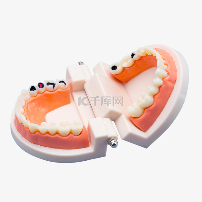 口腔牙齿模型