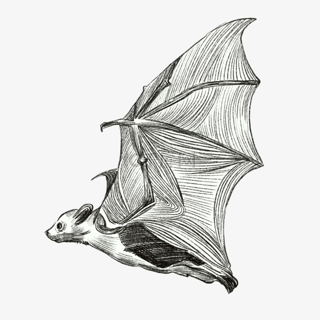 蝙蝠写实黑白素描