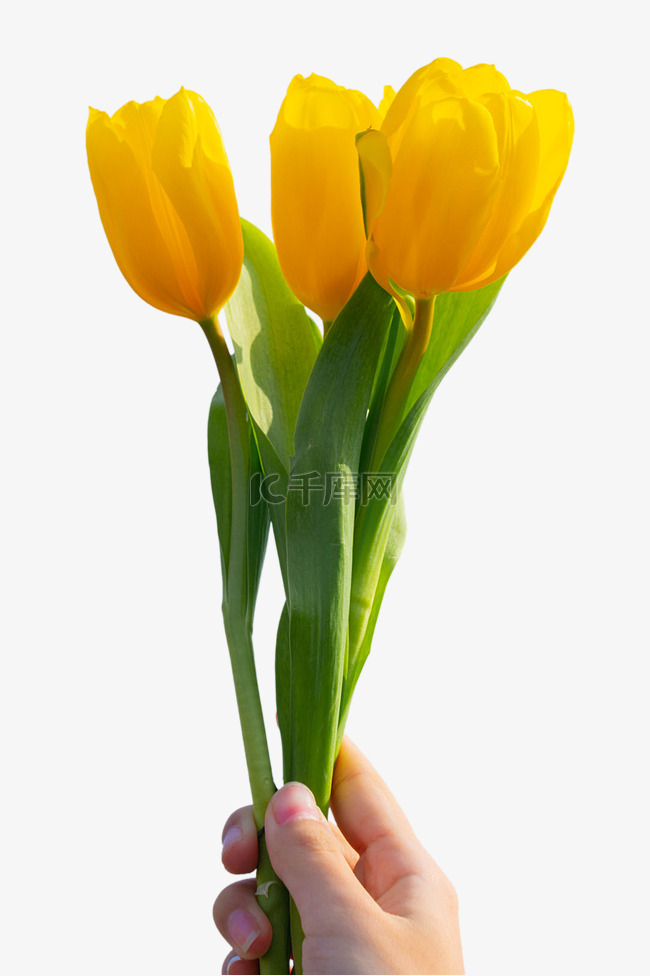 黄色郁金香鲜花花束