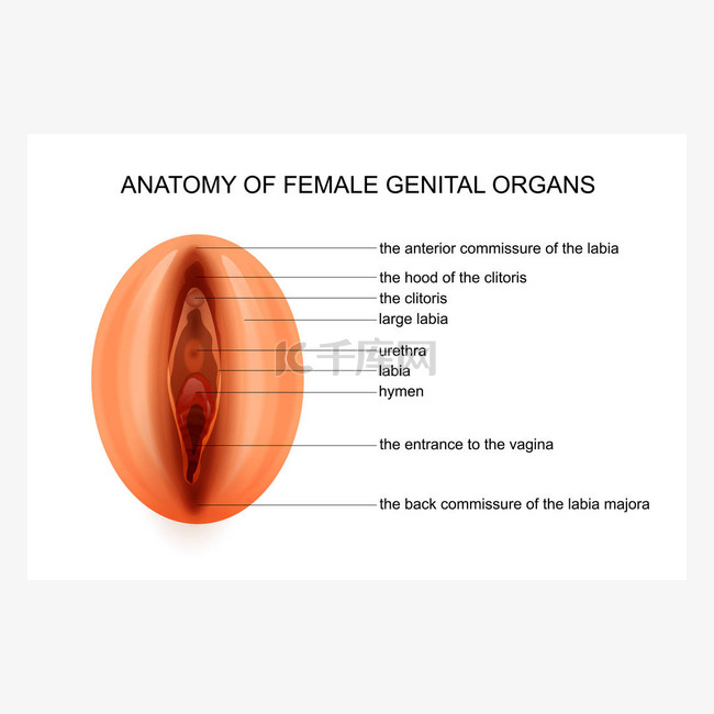 女性生殖器官的解剖