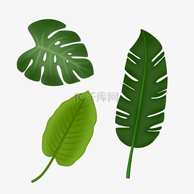 热带植物树叶组合