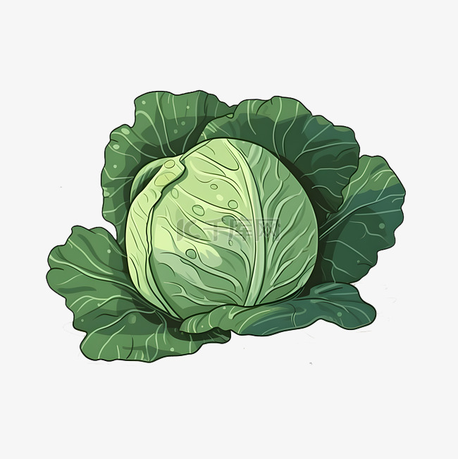 卡通蔬菜卷心菜白菜手绘