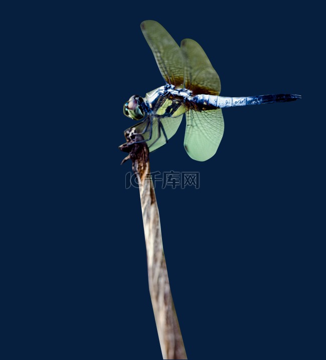 一只蜻蜓落在枯荷枝头觅食