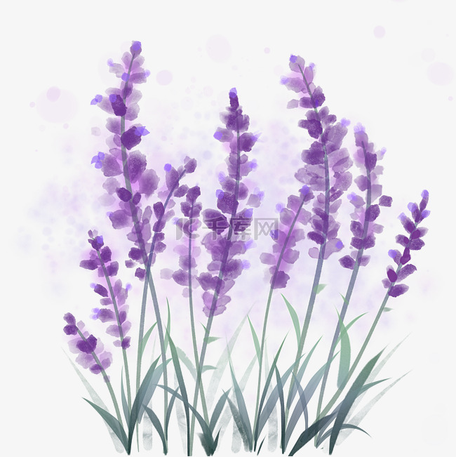 春天紫色薰衣草