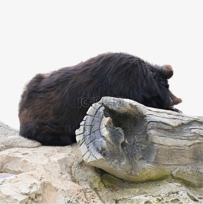 摄影图哺乳美洲黑熊动物