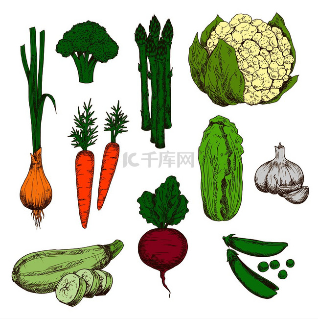 用于农业设计的蔬菜彩色草图，包