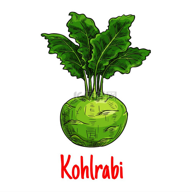 Kohlrabi 蔬菜与新鲜的叶子素描。