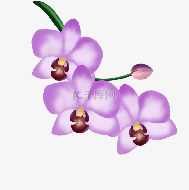 紫色花蕊兰花剪贴画