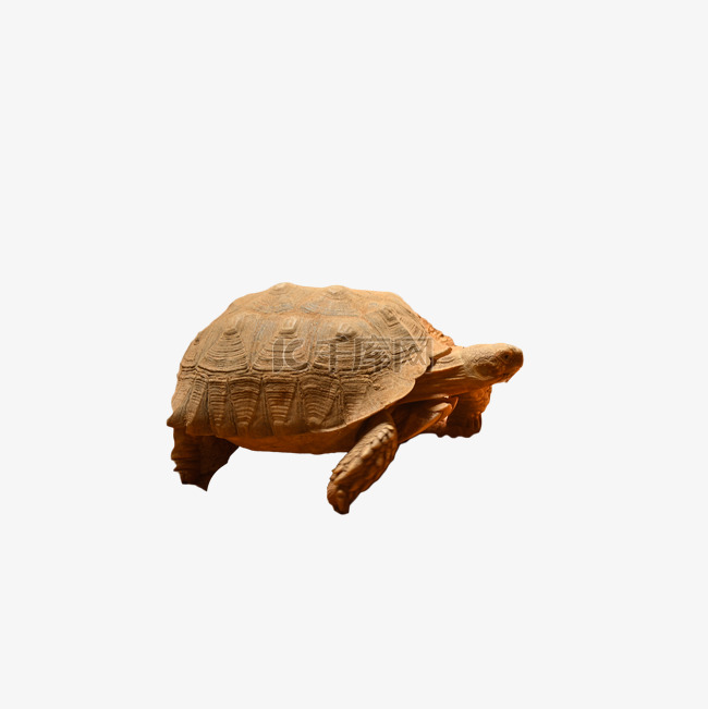 苏卡达象龟陆地体型乌龟