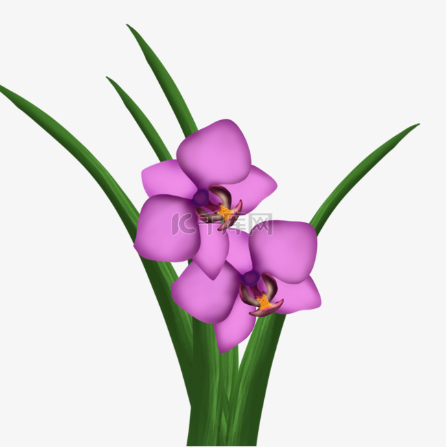紫红色兰草兰花剪贴画