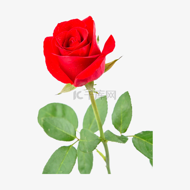 红色玫瑰春天香气
