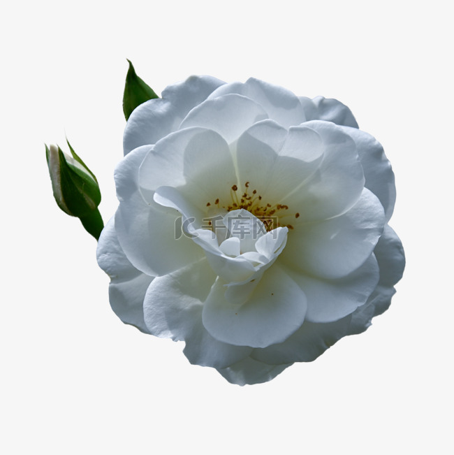 玫瑰特写花蕾白色花朵