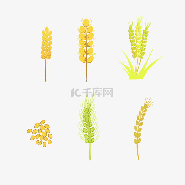 秋天秋季小麦麦子