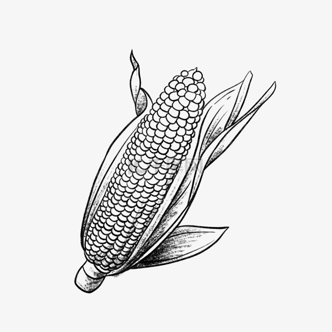 黑白线描蔬菜玉米