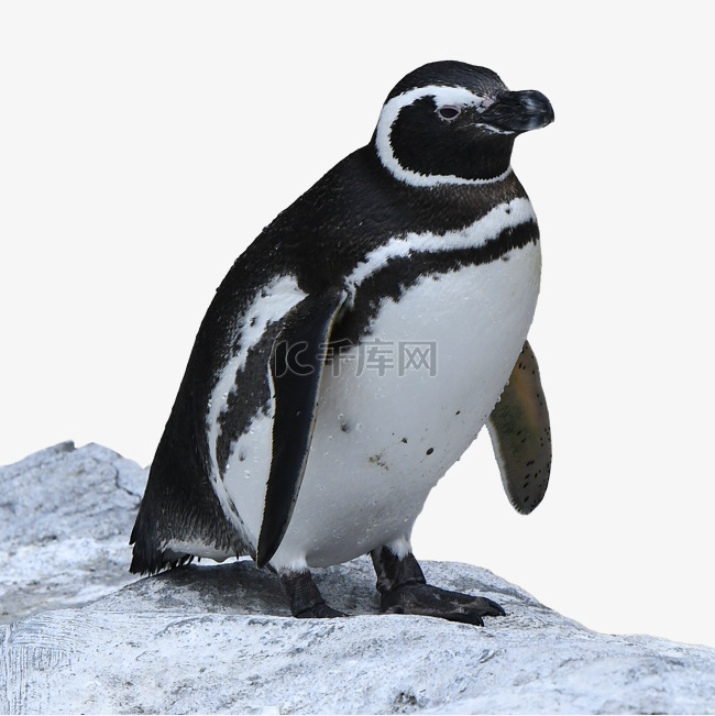 自然石头野生动物企鹅