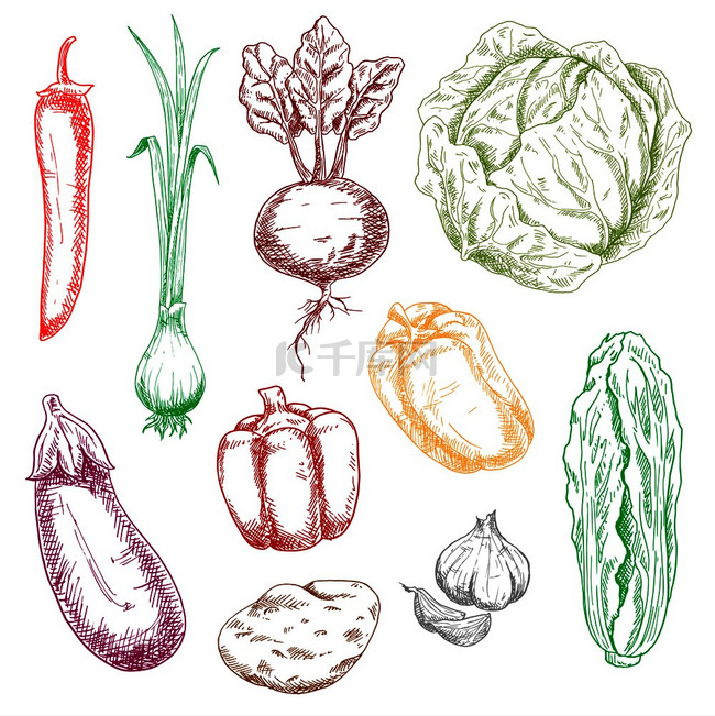 农场蔬菜的矢量草图，包括卷心菜