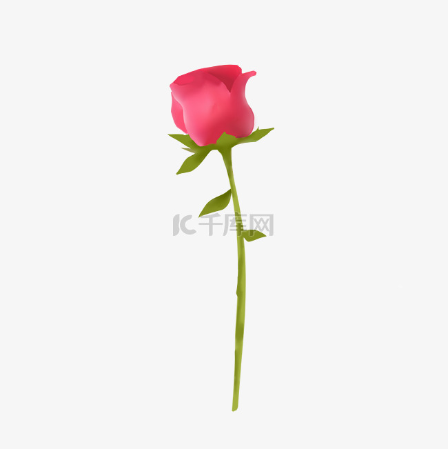 情人情人节写实玫瑰花214花朵