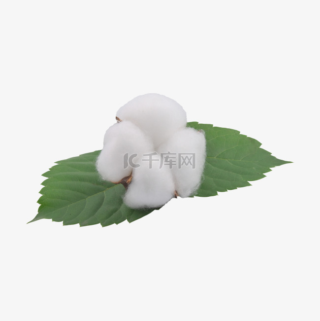 白色植物保暖农作物棉花