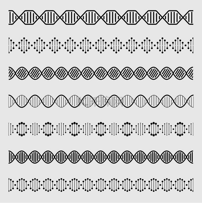 元素螺旋双染色体模型分子基因组