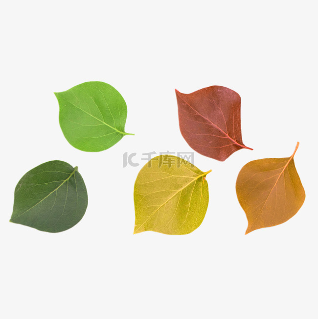 五片树叶变色过程