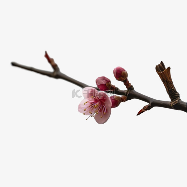 春季花草桃花花朵