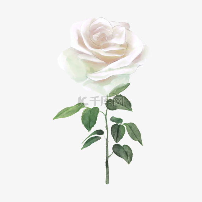 白玫瑰水彩婚礼花朵