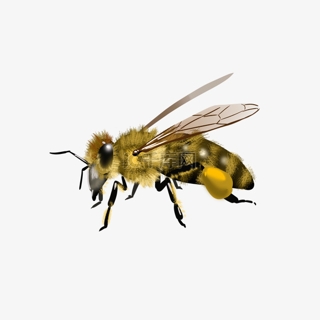 飞翔的黄色小蜜蜂