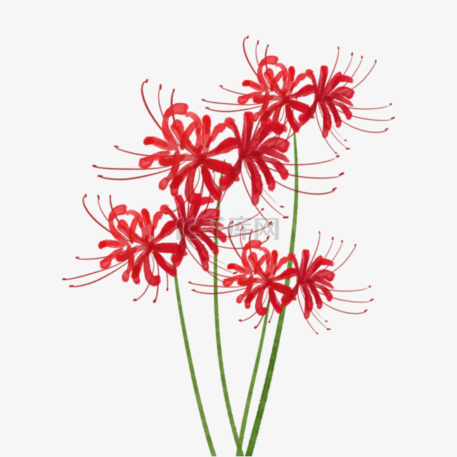 红花石蒜彼岸花传统花卉