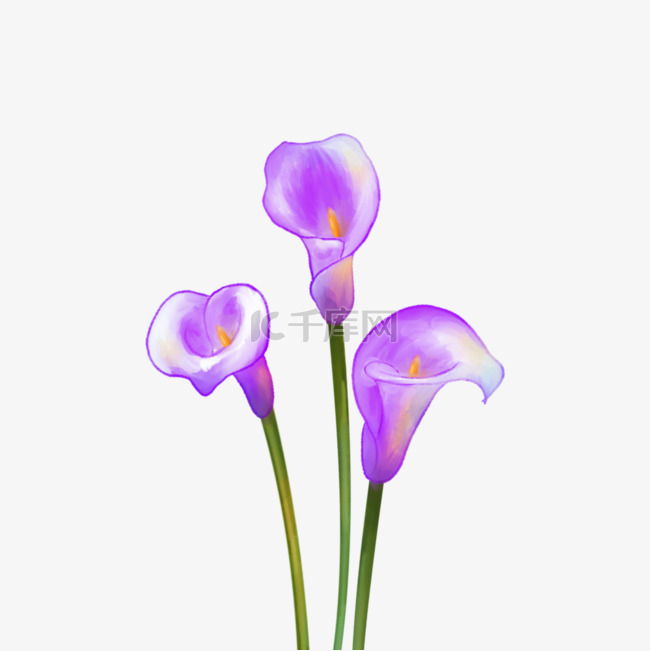 紫色马蹄莲花水彩婚礼花卉