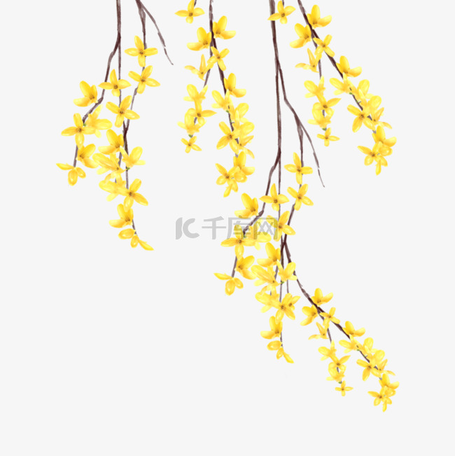 水彩黄色连翘花卉