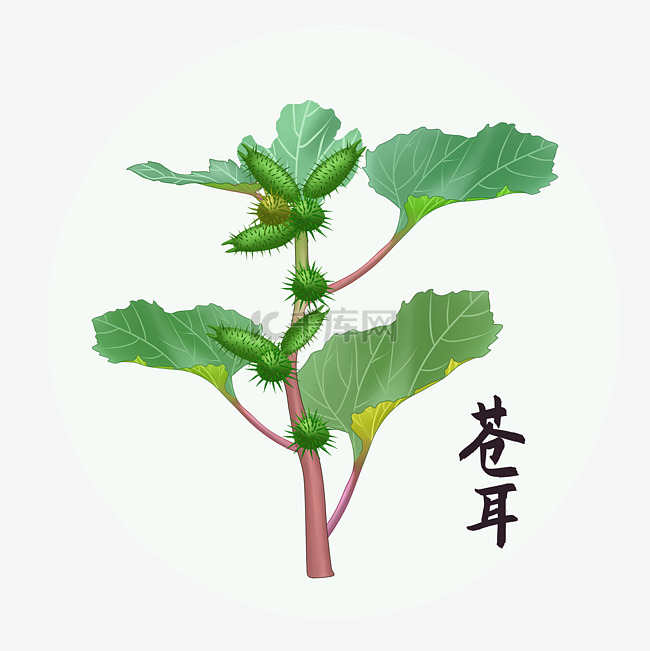 中草药中药植物苍耳子