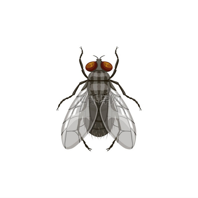 苍蝇图标、害虫防治和昆虫寄生虫