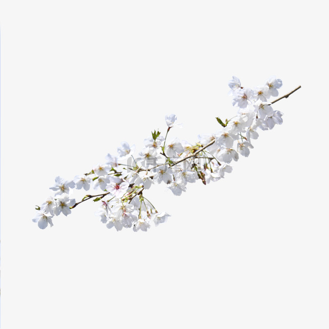 白色花朵枝条植物樱花