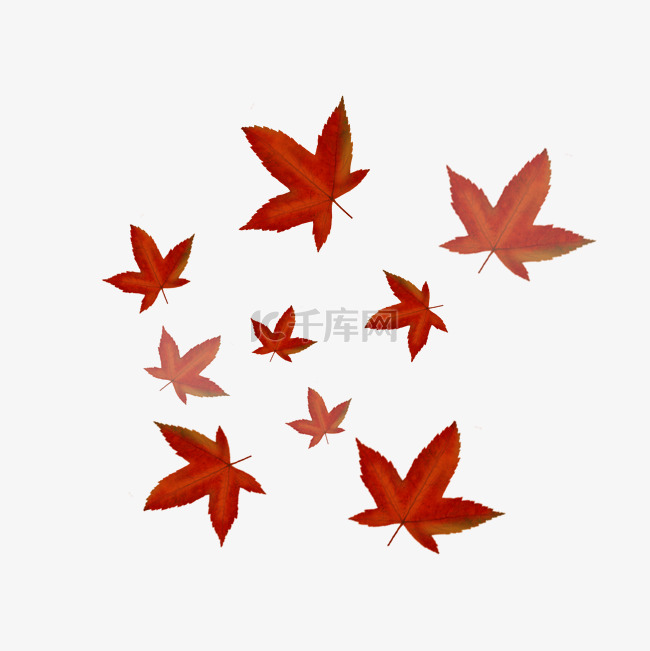 秋天秋季漂浮枫叶