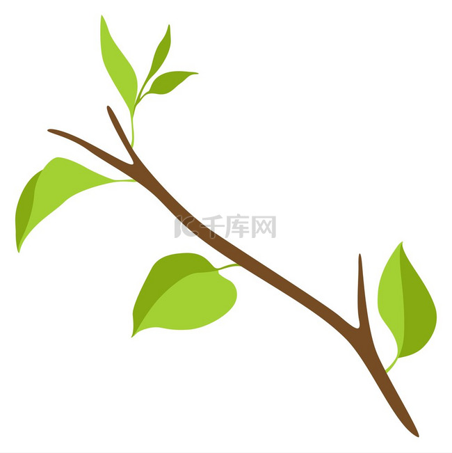 绿叶树枝的插图春天或夏天的树枝